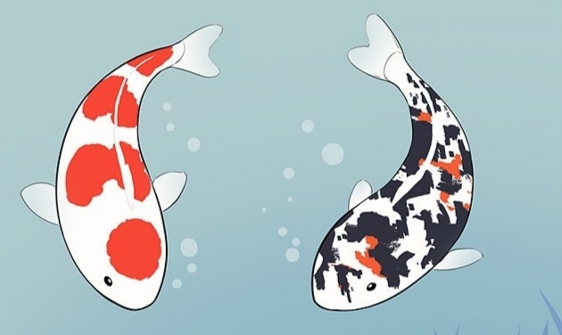 Koi