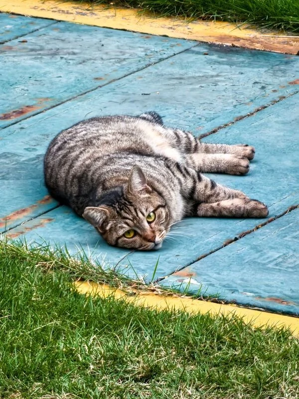 Cats Cats